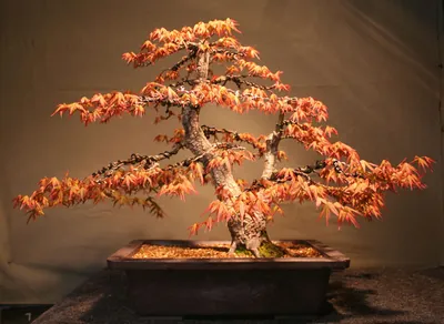 Steve Wright bonsai
